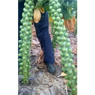 Compra COL DE BRUSELAS PONTUS F-1 Precisión (10.000 Semillas) en la tienda online Fito Agrícola