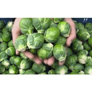 Compra COL DE BRUSELAS DIVINO F-1 Precisión (10.000 Semillas) en la tienda online Fito Agrícola