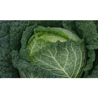 Compra COL CLARISSA F-1 Precisión (10.000 Semillas) en la tienda online Fito Agrícola