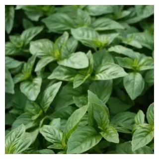 Compra ALBAHACA BRITISH Sin Tratar (100.000 Semillas) en la tienda online Fito Agrícola