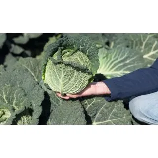 Compra COL GLORIOSA F-1 Precisión (10.000 Semillas) en la tienda online Fito Agrícola