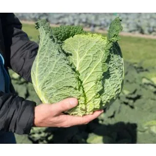 Compra COL MARIPOSA F-1 Precisión (10.000 Semillas) en la tienda online Fito Agrícola