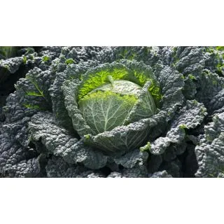 Compra COL MARISSA F-1 Precisión (10.000 Semillas) en la tienda online Fito Agrícola