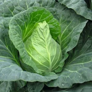 Compra COL FADO F-1 Precisión (10.000 Semillas) en la tienda online Fito Agrícola