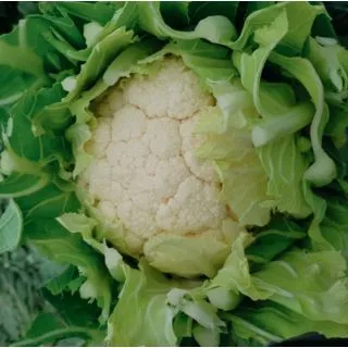 Compra COLIFLOR DAYDREAM F-1 Precisión (2.500 Semillas) en la tienda online Fito Agrícola