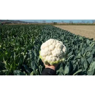 Compra COLIFLOR LOCARNO F-1 Precisión (2.500 Semillas) en la tienda online Fito Agrícola