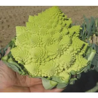 Compra ROMANESCO FLORENTINA F-1 Precisión (2.500 Semillas) en la tienda online Fito Agrícola