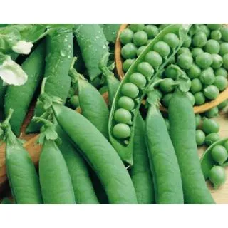 Compra GUISANTE TELEVISION (20 Kgr.) en la tienda online Fito Agrícola