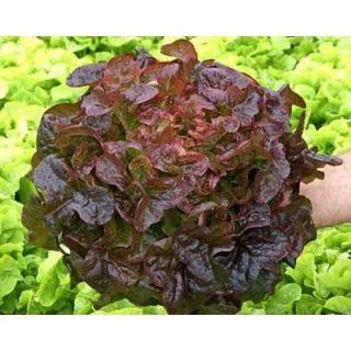 Compra LECHUGA EGLANTINE Píldora Sphera (5.000 Semillas) en la tienda online Fito Agrícola