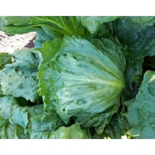 Compra LECHUGA TORIMBIA Píldora Sphera (25.000 Semillas) en la tienda online Fito Agrícola