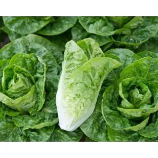 Compra LECHUGA BALBOA Píldora Sphera (25.000 Semillas) en la tienda online Fito Agrícola