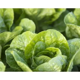 Compra LECHUGA CAPOEIRA Píldora Sphera (25.000 Semillas) en la tienda online Fito Agrícola