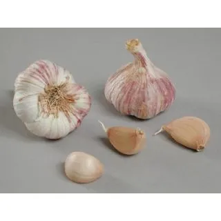 Compra AJO VIOLETA DE SIEMBRA GERMIDOUR 40/50 (500 gr.). en la tienda online Fito Agrícola