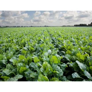 Compra REMOLACHA MANOLO F-1 Precisión - NCC (50.000 Semillas) en la tienda online Fito Agrícola