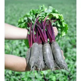 Compra REMOLACHA TAUNUS F-1 Precisión (50.000 Semillas) en la tienda online Fito Agrícola