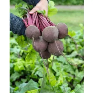 Compra REMOLACHA SUBETO F-1 Precisión (50.000 Semillas) en la tienda online Fito Agrícola