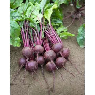 Compra REMOLACHA RHONDA F-1 Precisión-NCC (50.000 Semillas) en la tienda online Fito Agrícola