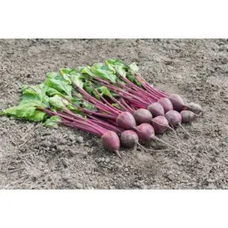 Compra REMOLACHA PALAU F-1 Precisión- NCC (50.000 Semillas) en la tienda online Fito Agrícola