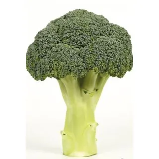 Compra BRÓCOLI SHARD F1 (25.000 Semillas) en la tienda online Fito Agrícola