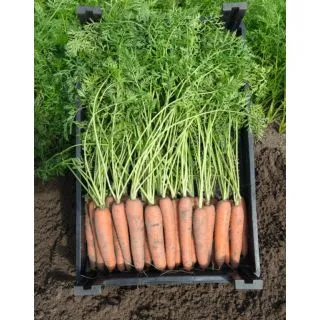 Compra ZANAHORIA NEVIS F1 Precisión (100.000 Semillas Cal. 2.0 - 2.2 mm.) en la tienda online Fito Agrícola