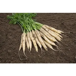 Compra ZANAHORIA WITHE SATIN F1 Precisión (100.000 Semillas Cal. 1.8 - 2.0 mm.) en la tienda online Fito Agrícola