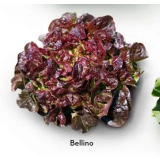 Compra LECHUGA BELLINO Pildorada (5.000 Semillas). en la tienda online Fito Agrícola