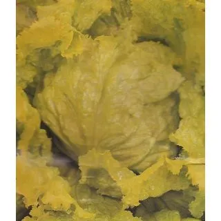 Compra LECHUGA BATAVIA RUBIA MUNGUIA Pildorada (1.000 Semillas). en la tienda online Fito Agrícola