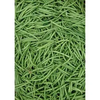 Compra JUDIA GAUDI (5 Kgr.). en la tienda online Fito Agrícola