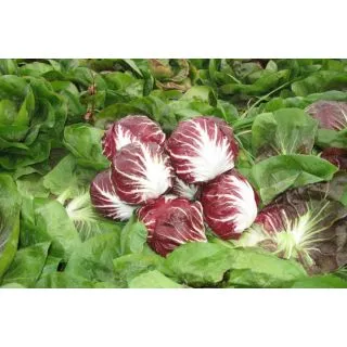 Compra ACHICORIA RAFFAELLO Pildorada ECOLÓGICA (10.000 semillas) en la tienda online Fito Agrícola