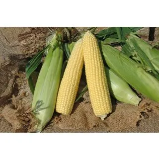 Compra MAÍZ SUPER DULCE SF 1280 F-1 (2.500 Semillas) en la tienda online Fito Agrícola