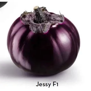 Compra BERENJENA JESSY F1 (1.000 Semillas) en la tienda online Fito Agrícola
