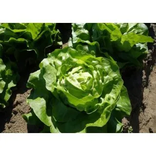 Compra LECHUGA ADELYS Pildorada (5.000 Semillas). en la tienda online Fito Agrícola