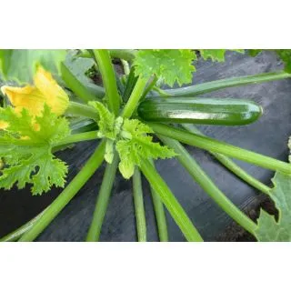 Compra CALABACÍN LADOGA F1 Precisión ECOLÓGICA (100 Semillas) en la tienda online Fito Agrícola