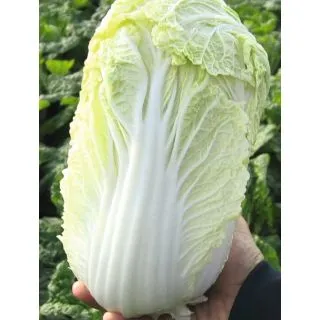 Compra COL CHINA MANOKO Precisión ECOLÓGICA (10.000 Semillas). en la tienda online Fito Agrícola