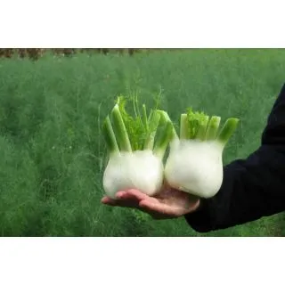 Compra HINOJO VICTORIO F1 Precision ECOLÓGICO (50.000 Semillas). en la tienda online Fito Agrícola