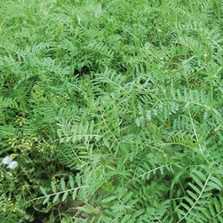 Compra VEZA VILLOSA VILLOTA R1 (25 Kgr.). en la tienda online Fito Agrícola