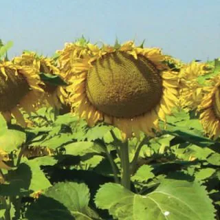 Compra GIRASOL PETENERA F1 (150.000 Semillas). en la tienda online Fito Agrícola