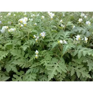 Compra ESPINA COLORADA PION (1 Kgr.). en la tienda online Fito Agrícola