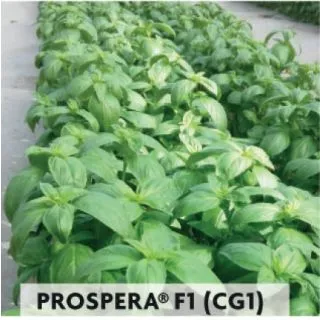 Compra ALBAHACA GENOVESA PARA CORTE PROSPERA F1 CG1 (25.000 Semillas) en la tienda online Fito Agrícola