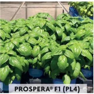 Compra ALBAHACA GENOVESA MACETA HOJA LARGA PROSPERA F1 PL4 (25.000 Semillas) en la tienda online Fito Agrícola