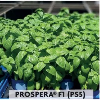 Compra ALBAHACA GENOVESA MACETA HOJA MEDIANA PROSPERA F1 PS5 (5.000 Semillas) en la tienda online Fito Agrícola