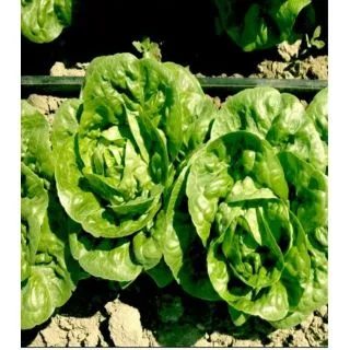 Compra LECHUGA ALATRISTE Pildorada (10.000 Semillas) en la tienda online Fito Agrícola