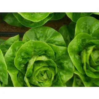 Compra LECHUGA ALBARA Pildorada (10.000 Semillas) en la tienda online Fito Agrícola