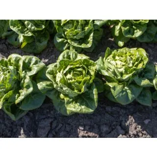 Compra LECHUGA ALBORADA Pildorada (10.000 Semillas) en la tienda online Fito Agrícola
