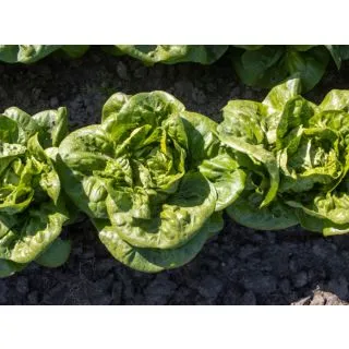 Compra LECHUGA ALCAZABA Pildorada (10.000 Semillas) en la tienda online Fito Agrícola