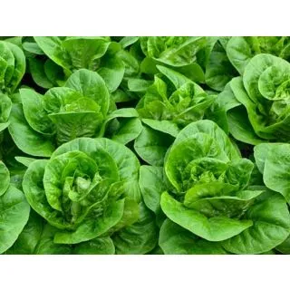 Compra LECHUGA ALJONA Pildorada (10.000 Semillas) en la tienda online Fito Agrícola