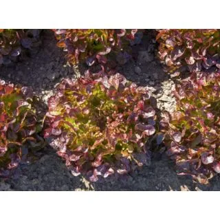 Compra LECHUGA ALONIX Pildorada (10.000 Semillas) en la tienda online Fito Agrícola