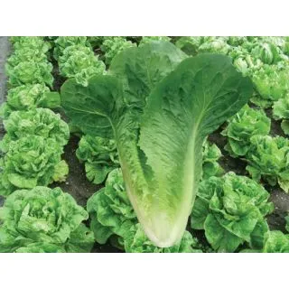 Compra LECHUGA ANDURIL Pildorada (10.000 Semillas) en la tienda online Fito Agrícola