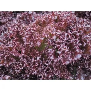 Compra LECHUGA AZIRKA Pildorada (10.000 Semillas) en la tienda online Fito Agrícola