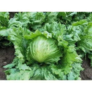 Compra LECHUGA BLAS Pildorada (10.000 Semillas) en la tienda online Fito Agrícola